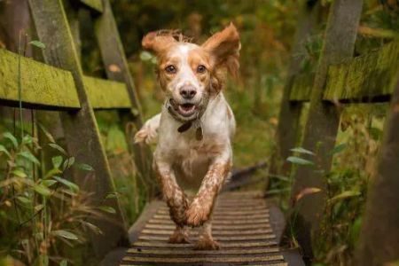 Pompton Lakes Animal Hospital