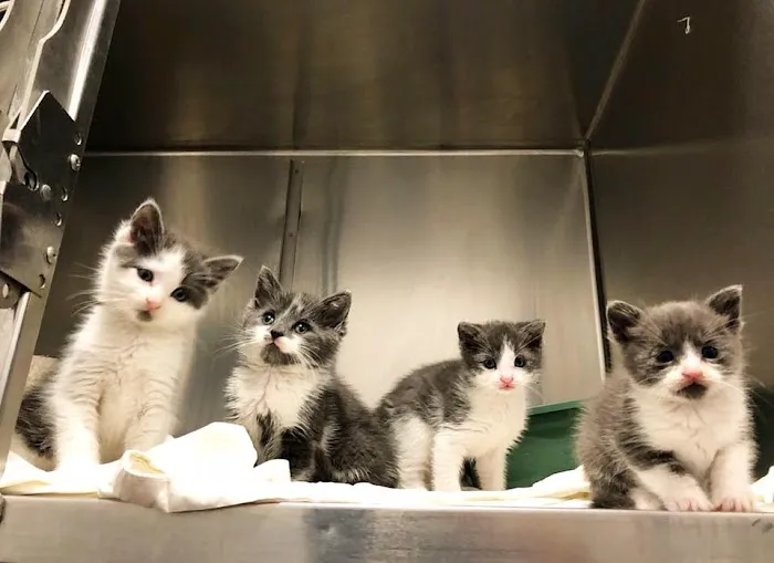 Pompton Lakes Animal Hospital 2
