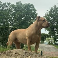 Butler Veterinary Hospital ico