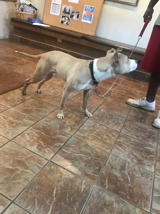 Bloomingdale Animal Hospital 6