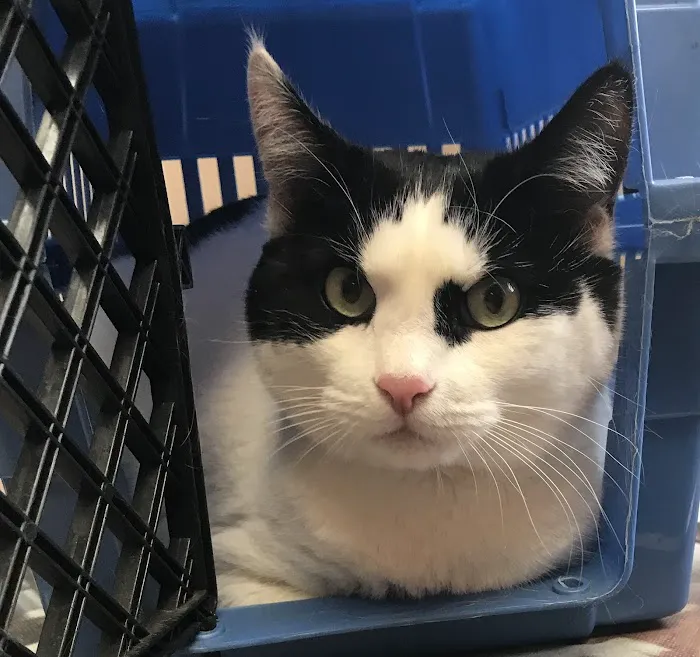 Bloomingdale Animal Hospital 4