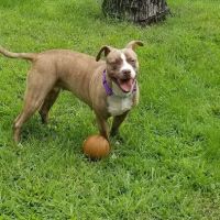 Bloomingdale Animal Hospital ico