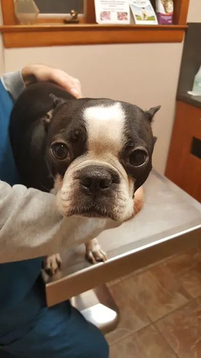 Bloomingdale Animal Hospital 2