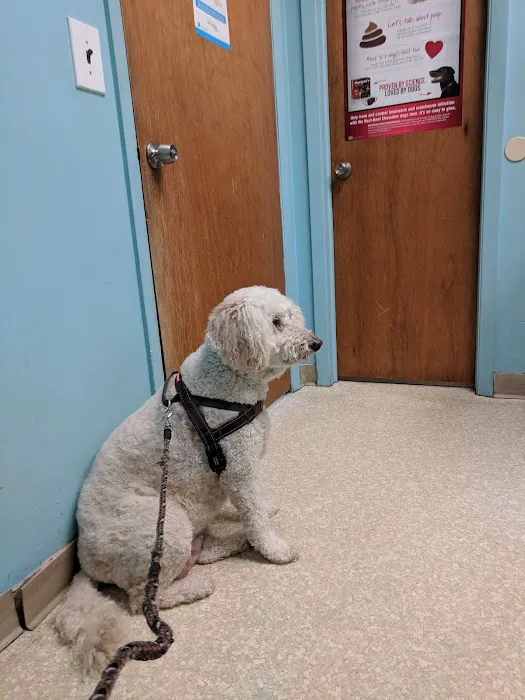The Gentle Vet 4