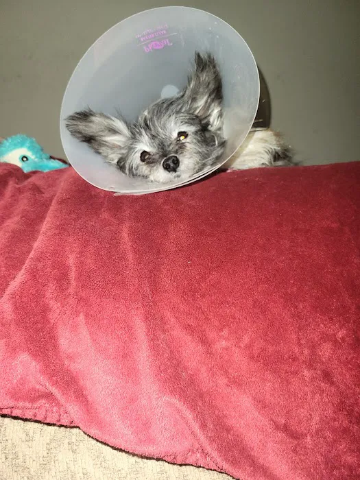 The Gentle Vet 2