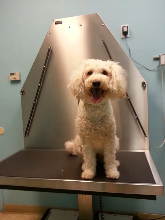The Gentle Vet 1