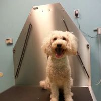 The Gentle Vet ico