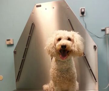 The Gentle Vet
