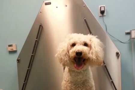 The Gentle Vet