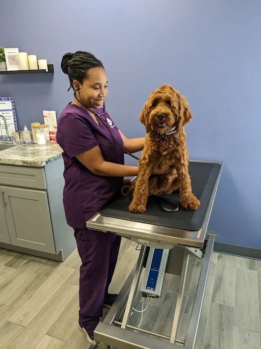 North Jersey Veterinary Hospital 4