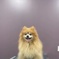 North Jersey Veterinary Hospital ico
