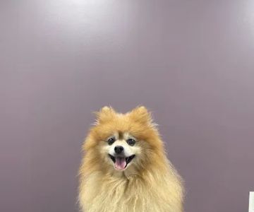 North Jersey Veterinary Hospital