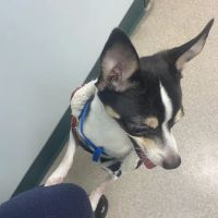 North Haledon Veterinary Care ico