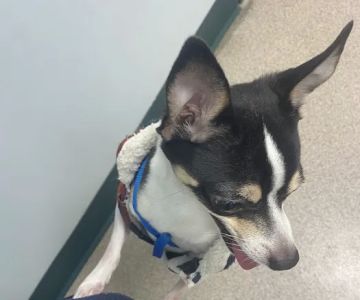 North Haledon Veterinary Care