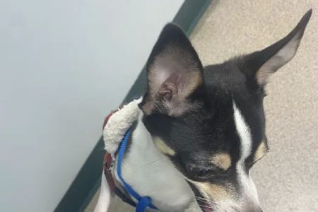 North Haledon Veterinary Care