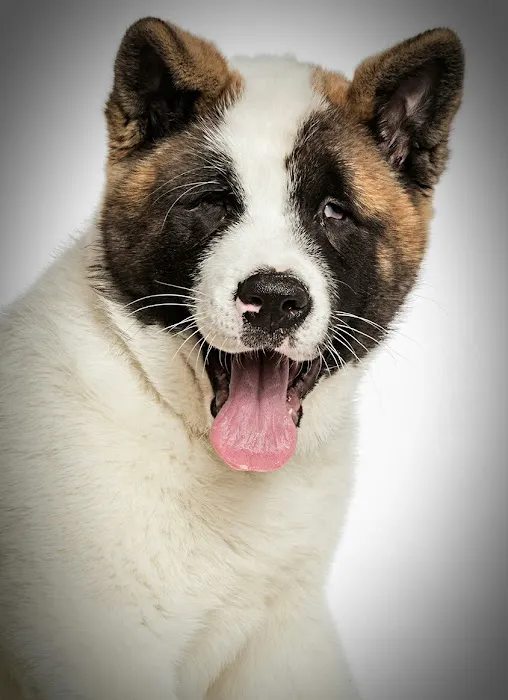Animal Eye Center of New Jersey 12