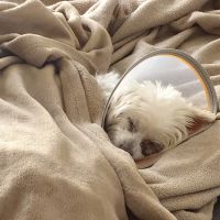 Animal Eye Center of New Jersey ico