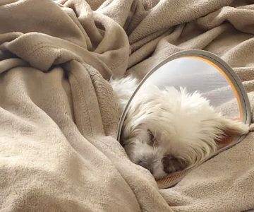 Animal Eye Center of New Jersey