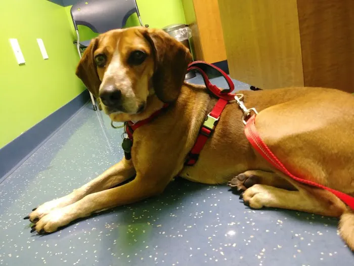 Warren Woods Veterinary Hospital 1