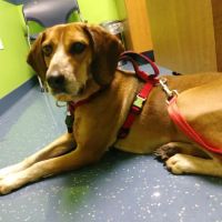 Warren Woods Veterinary Hospital ico