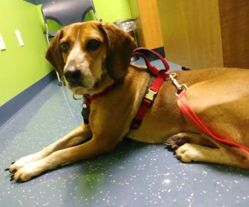 Warren Woods Veterinary Hospital