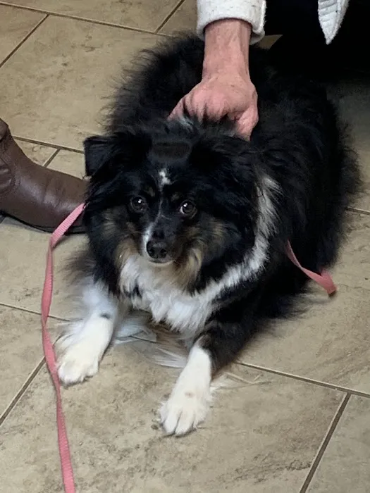 Hoover Road Animal Hospital 9