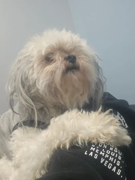 VCA St. Clair Shores Animal Hospital 3