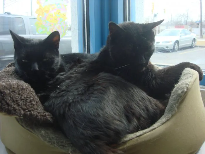 VCA St. Clair Shores Animal Hospital 9