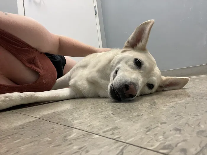VCA St. Clair Shores Animal Hospital 2