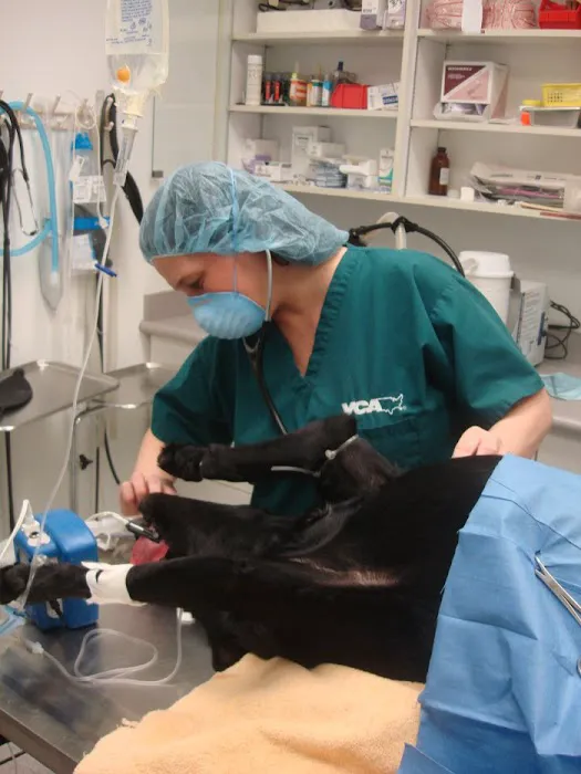 VCA St. Clair Shores Animal Hospital 8
