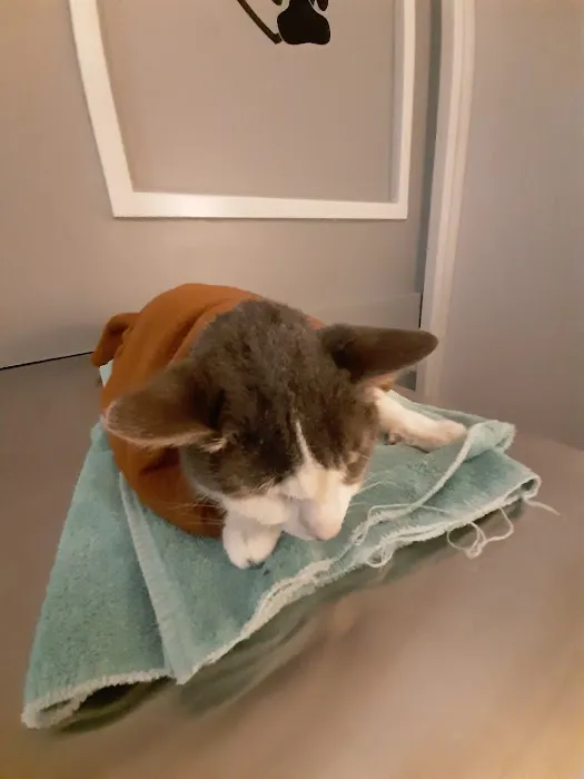 VCA St. Clair Shores Animal Hospital 1