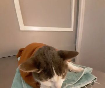 VCA St. Clair Shores Animal Hospital