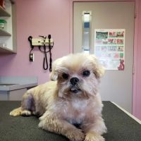 East Detroit Animal Hospital ico