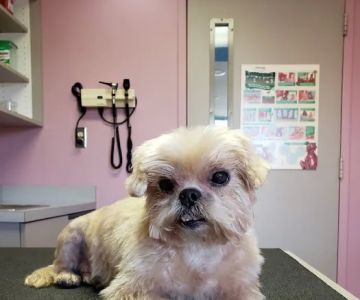 East Detroit Animal Hospital