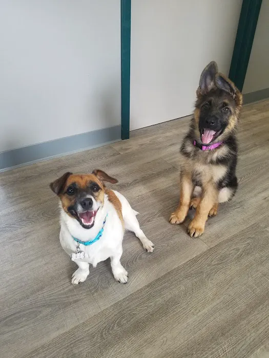 East Detroit Animal Hospital 4