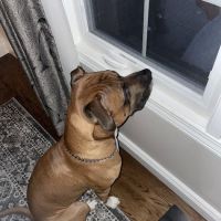 Eastpointe Animal Hospital ico