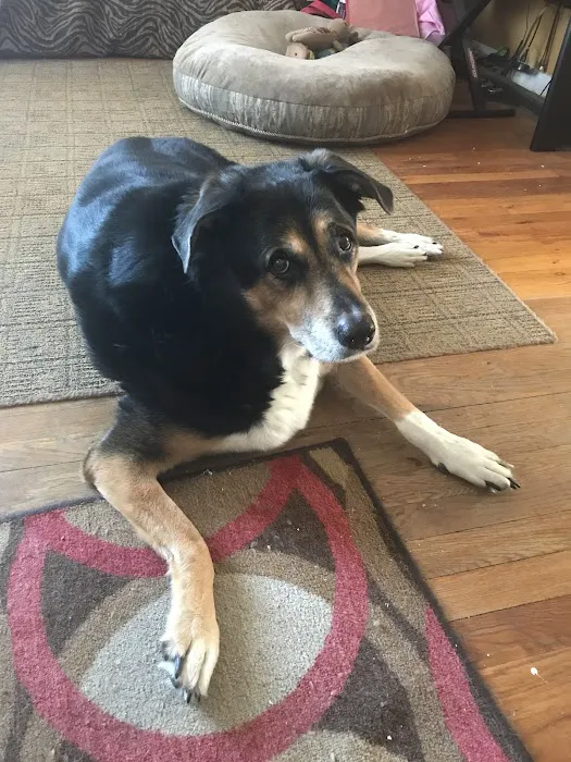 Eastpointe Animal Hospital 6