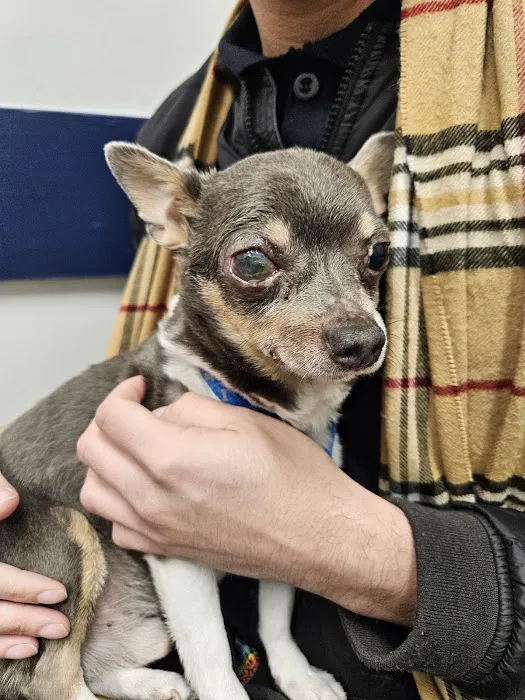 Eastpointe Animal Hospital 4