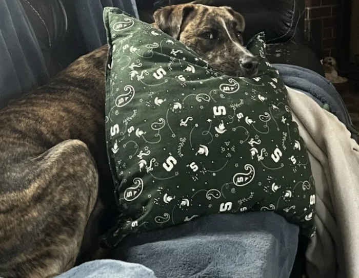Eastpointe Animal Hospital 5
