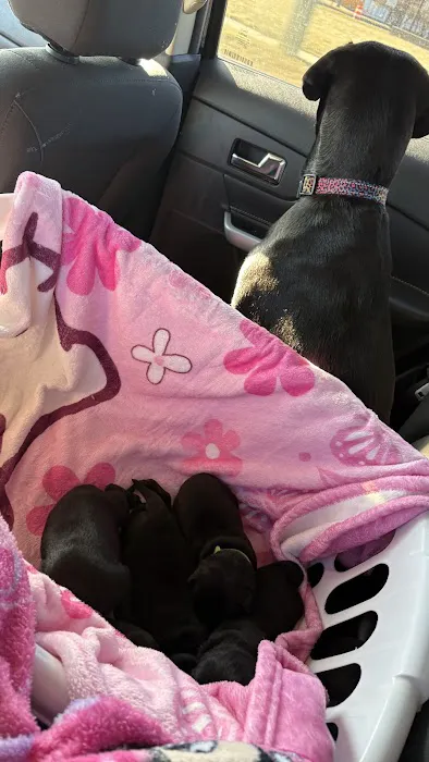 Eastpointe Animal Hospital 3