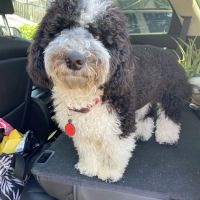 Moore Veterinary Hospital ico