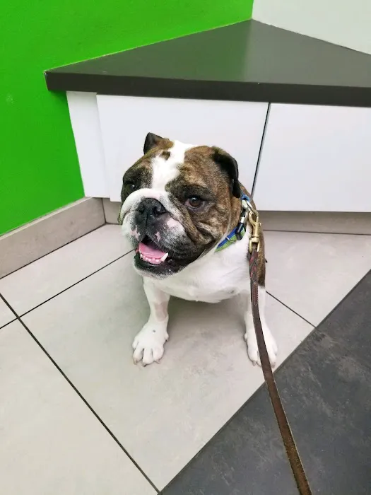 Animal Clinic Of Sterling Heights 3