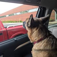 Animal Clinic Of Sterling Heights ico