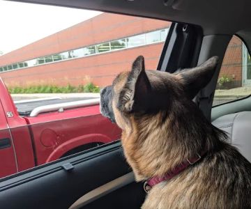 Animal Clinic Of Sterling Heights