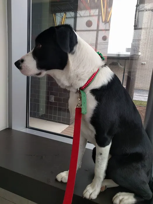 Animal Clinic Of Sterling Heights 7