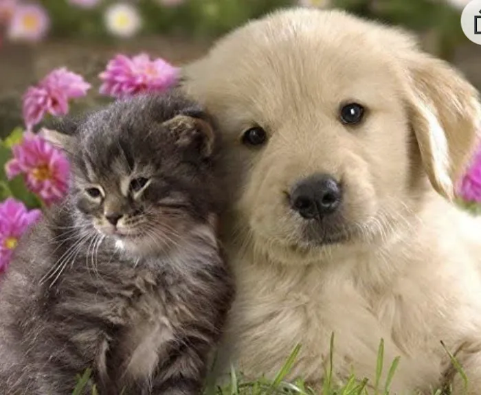 Pawsome Pet Care Nurses / Poulin Ventures LLC 7