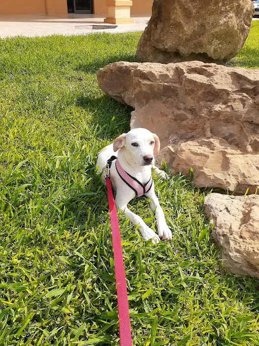 Critter Care Veterinary Clinic 10