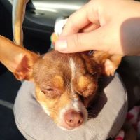 Critter Care Veterinary Clinic ico