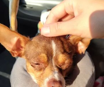 Critter Care Veterinary Clinic