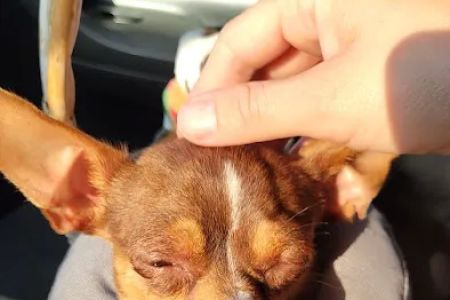 Critter Care Veterinary Clinic